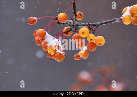 Primo piano di Branch con frutta di una Crabapple d'Oro albero come la neve cade e copre la frutta Foto Stock