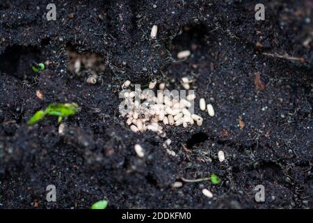 formiche che spostano le uova ai loro burrows nel terreno Foto Stock