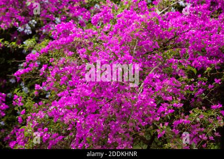 Bellissimo albero di glicine in fiore. Quantità esuberante di fiori lilla. Foto Stock