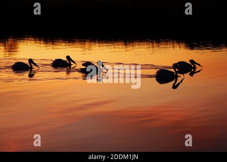 Cialde di pellicani silhouette dal sole che tramonta Foto Stock