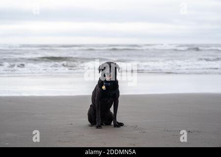 Il cane Black Labrador Retriever posa e si siede sulla spiaggia Vicino all'Oceano Pacifico Foto Stock