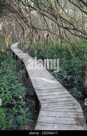 Passerella attraverso gli alberi di mangrovie, mai po Marshes Nature Reserve, New Territories, Hong Kong 22 ago 2020 Foto Stock