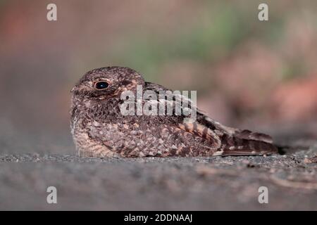 Savanna Nightjar (Caprimulgus affinis), adulti, vista laterale con fari auto su pista polverosa, Sheung Shui, nuovi territori, Hong Kong 28 aprile 2020 Foto Stock