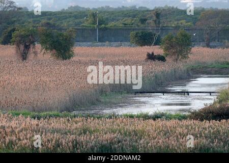 Phragmites Reed Beds and Border Security Fence, Gei Wai (stagno) 8B, mai po Marshes Nature Reserve, New Territories, Hong Kong, Cina gennaio 2020 Foto Stock