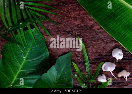 Verde naturale giungla tropicale piatto sfondo di banana, palma, colocasia, felce, foglie di fungo in legno scuro sfondo. Foto Stock