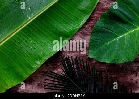 Verde naturale giungla tropicale piatto sfondo di banana, palma e foglie di colocasia in legno scuro sfondo. Foto Stock