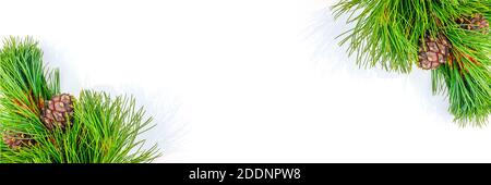 Striscione in rami di cedro sempreverdi naturale con coni bordato su sfondo bianco. Spazio di copia modello di vista superiore per il progetto. Foto Stock