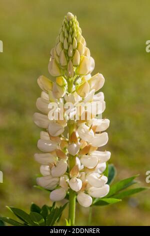 Giardino 'nobile Maiden' Lupin, Blomsterlupin (Lupin polyphyllus) Foto Stock