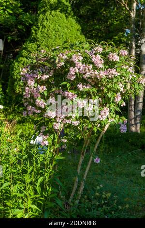 Beauty Bush, Paradisbuske (Linnaea amabilis) Foto Stock