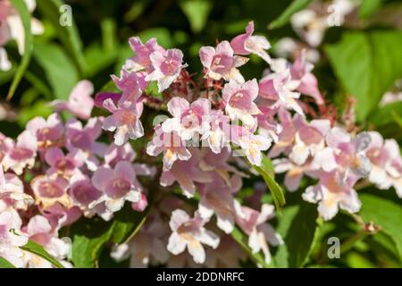 Beauty Bush, Paradisbuske (Linnaea amabilis) Foto Stock