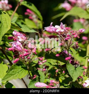 Beauty Bush, Paradisbuske (Linnaea amabilis) Foto Stock