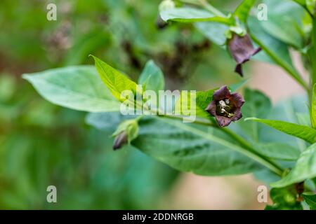 Ombra mortale, Belladonna (Atropa belladonna) Foto Stock