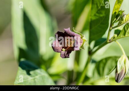 Ombra mortale, Belladonna (Atropa belladonna) Foto Stock