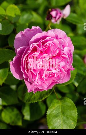 'Mary Rose, Ausmarya' Inglese Rose, Engelsk ros (Rosa) Foto Stock