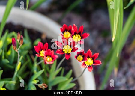 Wandflower, Harlekinblomster (Sparaxis tricolore) Foto Stock