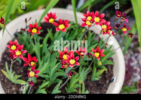 Wandflower, Harlekinblomster (Sparaxis tricolore) Foto Stock