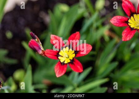 Wandflower, Harlekinblomster (Sparaxis tricolore) Foto Stock