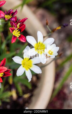 Wandflower, Harlekinblomster (Sparaxis tricolore) Foto Stock