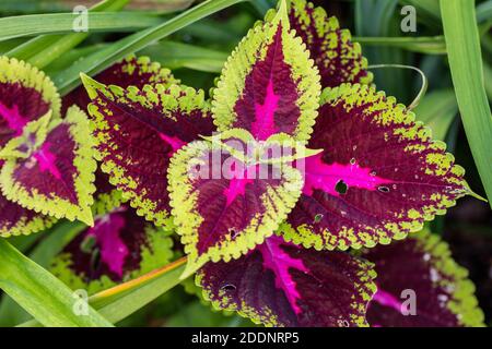 Nettica dipinta da 'ballerini di fiamma', Palettblad (Solenostemon scutellarioides) Foto Stock