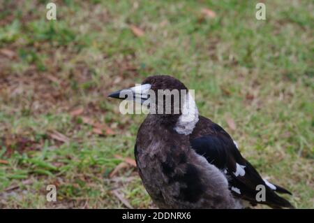 Giovane Australian Magpie (Gymnorhina tibicen) presso la riserva pic-nic del lago Currimundi Foto Stock