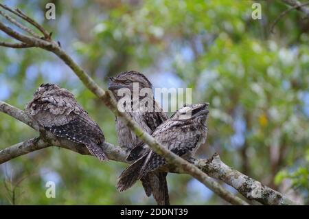 Brogmouth (Podargus strigoides) arroccato in un albero di lilypilly Foto Stock