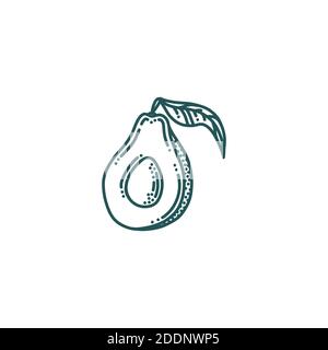 Avocado in stile doodle. Metà dell'avocado isolato su sfondo bianco. Illustrazione vettoriale Doodle Illustrazione Vettoriale