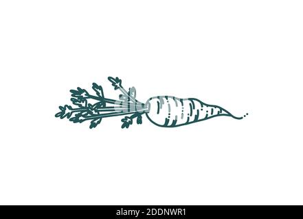 Carota in stile doodle. Carote isolate su sfondo bianco. Illustrazione vettoriale Doodle Illustrazione Vettoriale