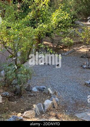 Coniglietti in un giardino di una casa di campagna. Conigli bianchi e marroni neri al portico di un ranch. Foto Stock