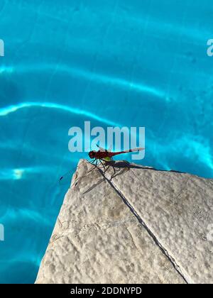 Primo piano dragonfly rosso sul terreno di pietra vicino alla piscina. Bug elicottero lato piscina. Insetto rosso sotto la luce del giorno. Foto Stock