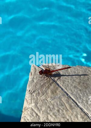 Primo piano dragonfly rosso sul terreno di pietra vicino alla piscina. Bug elicottero lato piscina. Insetto rosso sotto la luce del giorno. Foto Stock