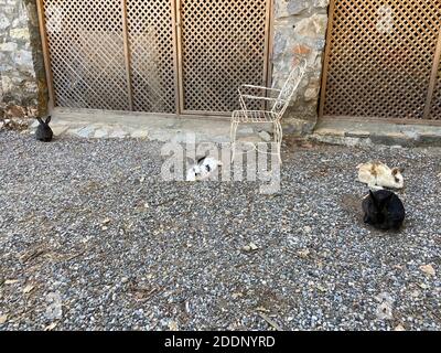 Coniglietti in un giardino di una casa di campagna. Conigli bianchi e marroni neri al portico di un ranch. Foto Stock