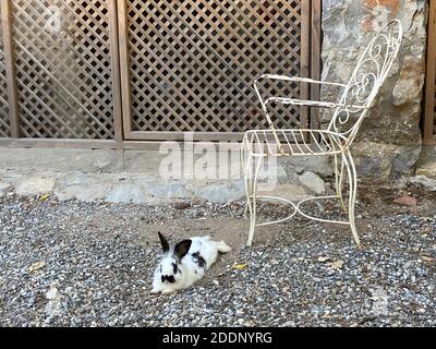 Coniglietti in un giardino di una casa di campagna. Conigli bianchi e marroni neri al portico di un ranch. Foto Stock