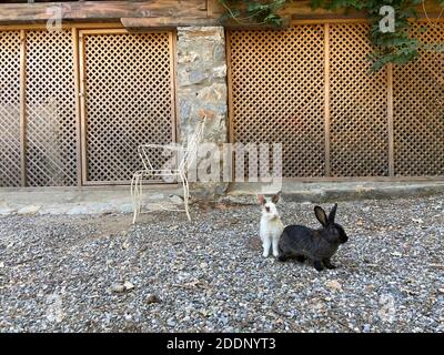 Coniglietti in un giardino di una casa di campagna. Conigli bianchi e marroni neri al portico di un ranch. Foto Stock