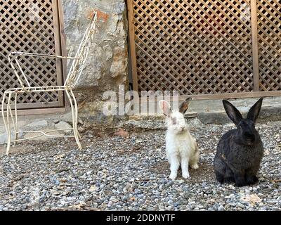 Coniglietti in un giardino di una casa di campagna. Conigli bianchi e marroni neri al portico di un ranch. Foto Stock