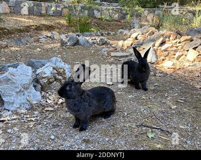 Coniglietti in un giardino di una casa di campagna. Conigli bianchi e marroni neri al portico di un ranch. Foto Stock