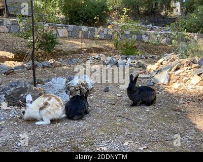 Coniglietti in un giardino di una casa di campagna. Conigli bianchi e marroni neri al portico di un ranch. Foto Stock