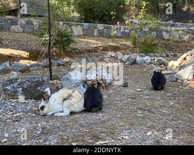 Coniglietti in un giardino di una casa di campagna. Conigli bianchi e marroni neri al portico di un ranch. Foto Stock