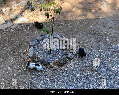 Coniglietti in un giardino di una casa di campagna. Conigli bianchi e marroni neri al portico di un ranch. Foto Stock