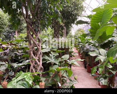 Parco botanico con piante verdi e gocce d'acqua sulle foglie, erba verde, cactus diversi e gare di piante. Foto Stock