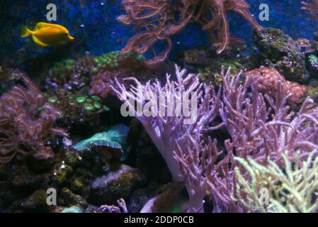 Alcyonacea coralli morbidi: Belli. Colorato ramificato Bianco arancione giallo gorgoniano ventilatore del mare con scheletri di scleriti duri. Foto Stock