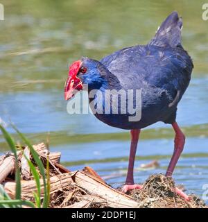 Swamphen Occidentale (Porphyrio porphyrio), adulto, Parco Naturale Ria Formosa, Algarve, Portogallo. Foto Stock