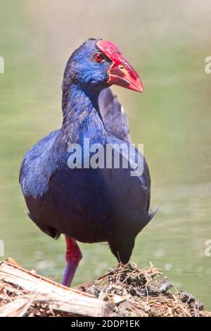 Swamphen Occidentale (Porphyrio porphyrio), adulto, Parco Naturale Ria Formosa, Algarve, Portogallo. Foto Stock