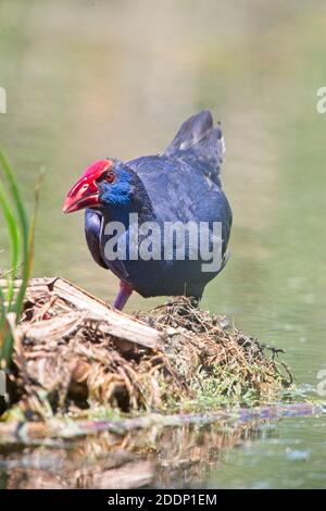 Swamphen Occidentale (Porphyrio porphyrio), adulto, Parco Naturale Ria Formosa, Algarve, Portogallo. Foto Stock