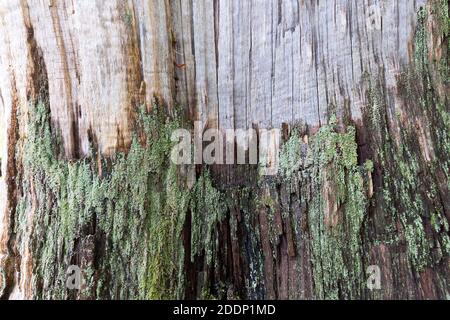 Tronco di un vecchio albero in autunno senza corteccia Foto Stock