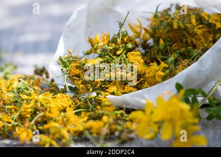 Johanniskraut getrocknet, getrocknete Blüten, Johanniskraut-Blüten, Johanniskrautblüten, Blütentee, Kräutertee, Tee, Heiltee, Johanniskraut, Tüpfel-Jo Foto Stock