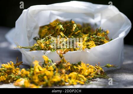 Johanniskraut getrocknet, getrocknete Blüten, Johanniskraut-Blüten, Johanniskrautblüten, Blütentee, Kräutertee, Tee, Heiltee, Johanniskraut, Tüpfel-Jo Foto Stock