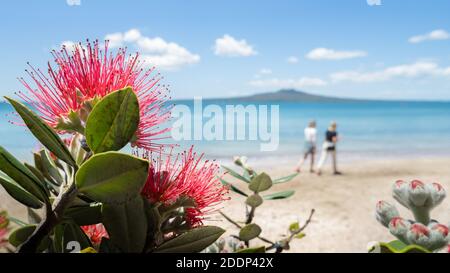 L'albero di Pohutukawa che è anche chiamato l'albero di Natale della Nuova Zelanda in piena fioritura alla spiaggia di Takapuna, con l'isola sfocata di Rangitoto in lontananza Foto Stock