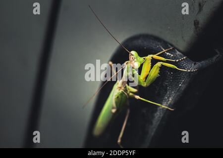 un'immagine di una mantide di preghiera selvaggia che riposa su un passaruota auto Foto Stock