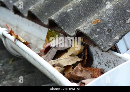 Un primo piano su un gocciolatoio di pioggia ostruito da foglie cadute, sporcizia, lichene e muschio dal tetto di amianto che cosa potrebbe impedire che l'acqua drenasse e danneggi il r Foto Stock