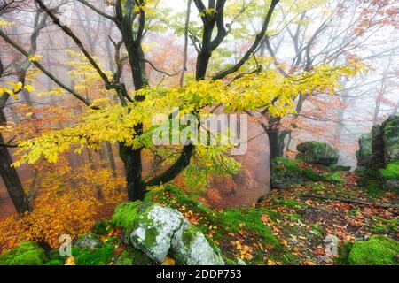Autunno natura paesaggio.Misty autunno foresta. Bellissimi alberi colorati in boschi. Natura selvaggia panoramica Foto Stock